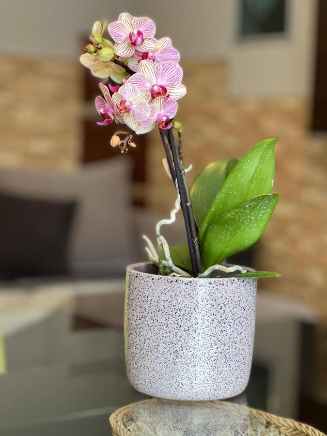 Dorina Wellness Apartman 시오포크 외부 사진